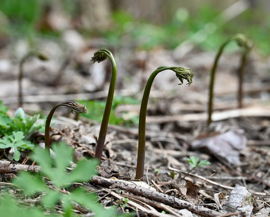 Black Cohosh (Actaea racemosa) BARE ROOT