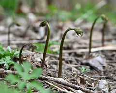 Black Cohosh (Actaea racemosa) BARE ROOT - SHIPS BEGINNING WEEK OF 12/8