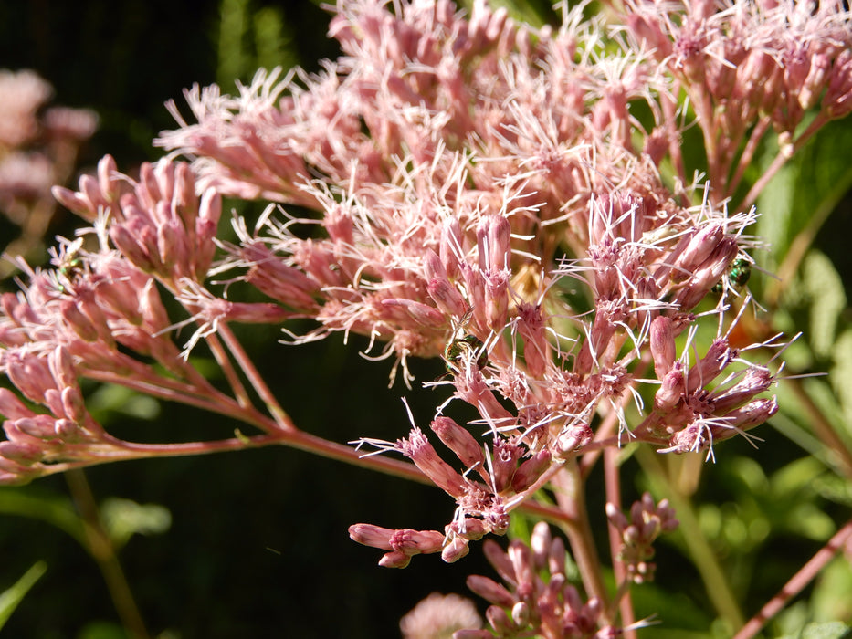 Hollow Joe-pye Weed (Eutrochium fistulosum) 2x2x3" Pot