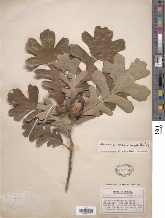 Bur Oak (Quercus macrocarpa)