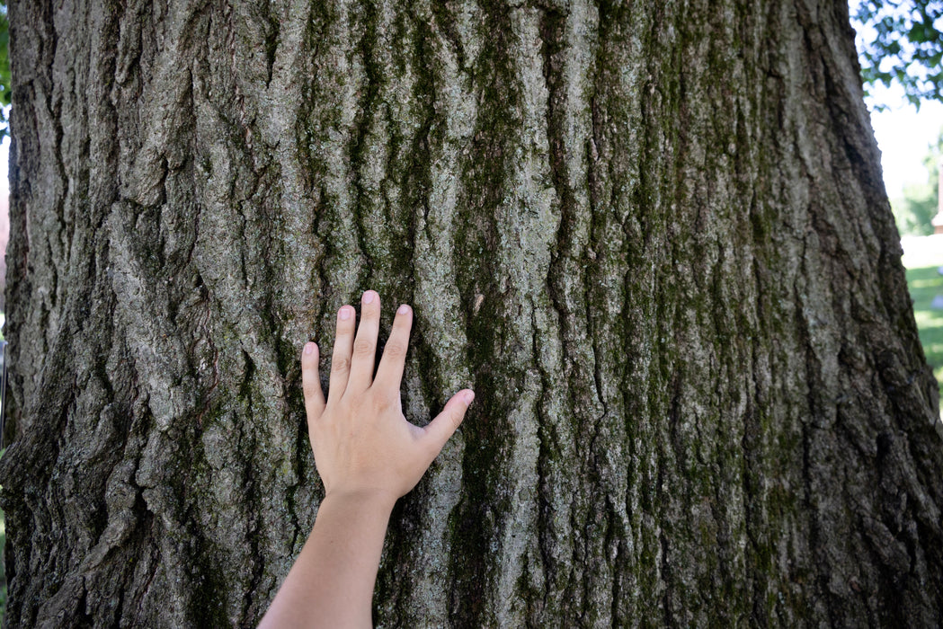 Red Oak (Quercus rubra)