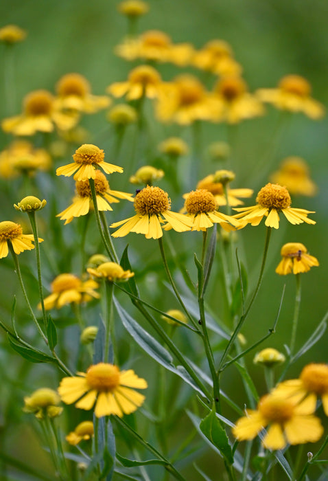 Autumn Sneezeweed (Helenium autumnale) 2x2x3" Pot