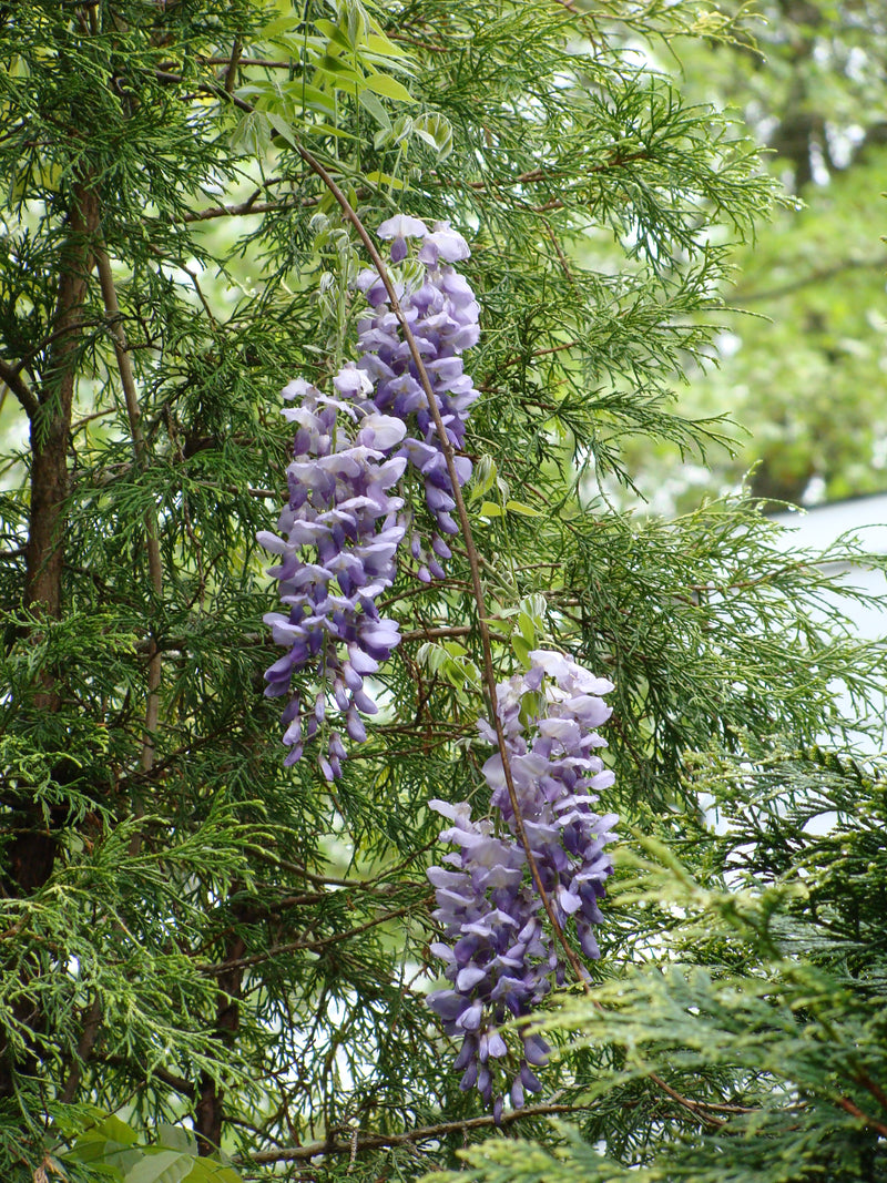 Kentucky Wisteria (Wisteria frutescens)