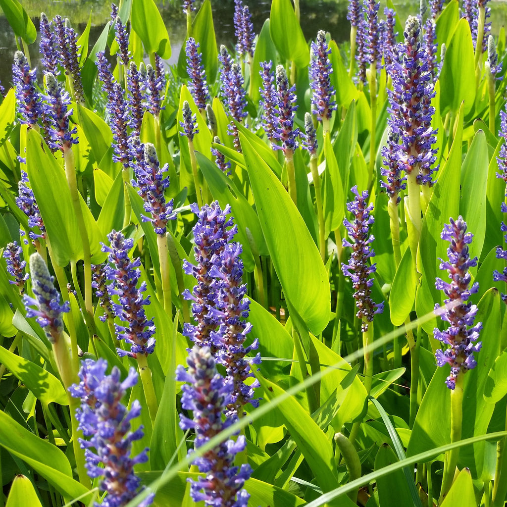 Pickerel Weed (Pontederia cordata) 2x2x3
