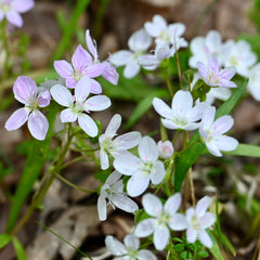 Spring Beauty (Claytonia virginica) BARE ROOT - SHIPS STARTING 03/11