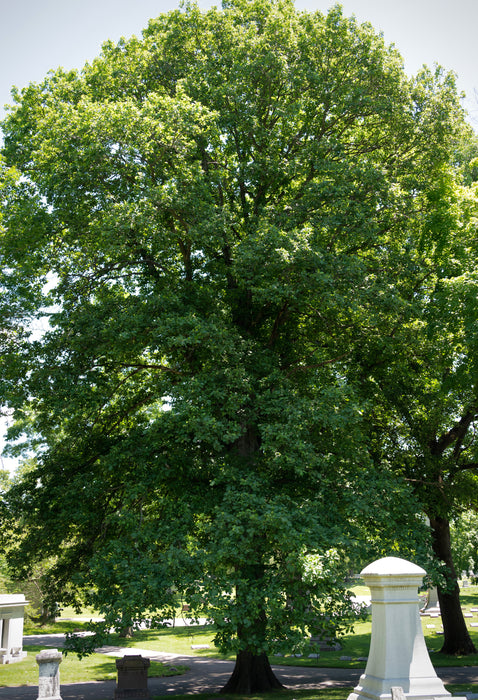 Red Oak (Quercus rubra)