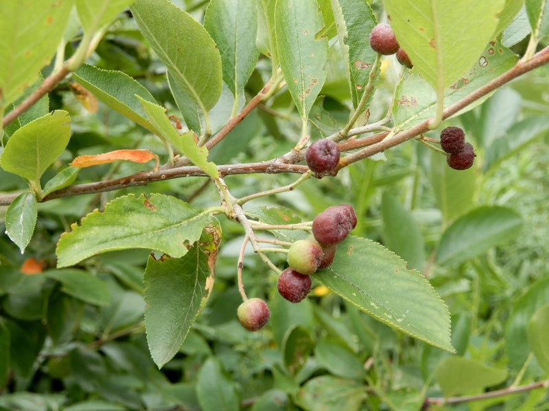 Black Chokeberry (Aronia melanocarpa)