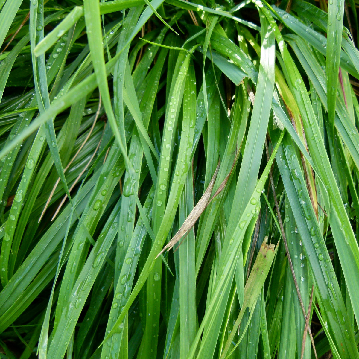 Sweetgrass (Hierochloe odorata) — Native Plants Unlimited LLC