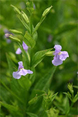 Monkeyflower (Mimulus ringens) 2x2x3" Pot