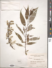 Peachleaf Willow (Salix amygdaloides)