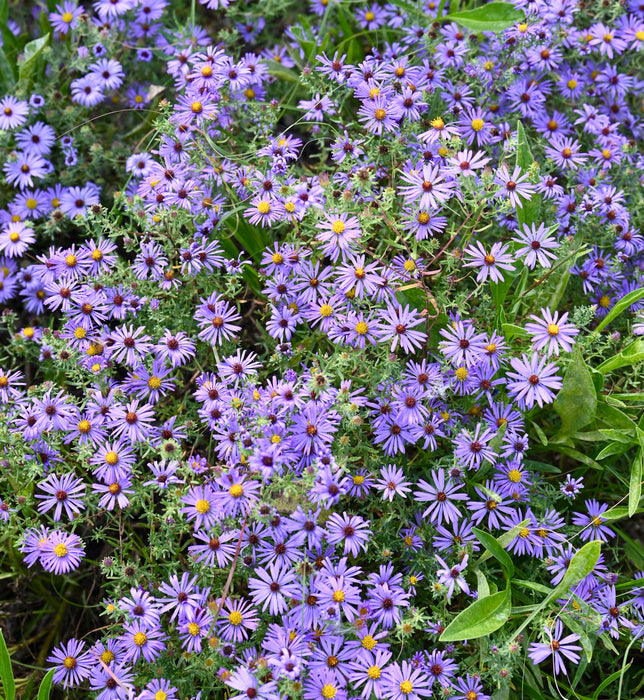 Seed Pack - Aromatic Aster (Symphyotrichum ablongifolium)