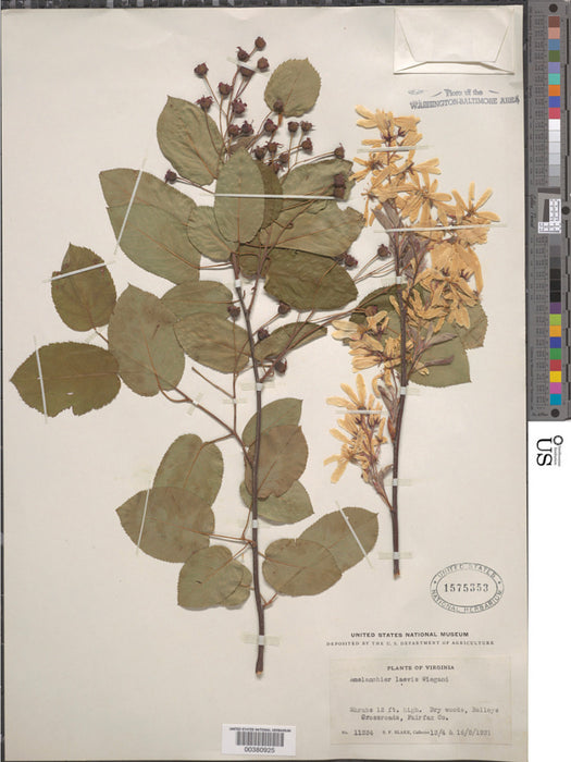 Allegheny Serviceberry (Amelanchier laevis)