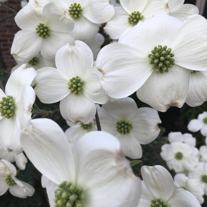 Flowering Dogwood (Cornus florida) 1 GAL