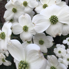 Flowering Dogwood (Cornus florida)