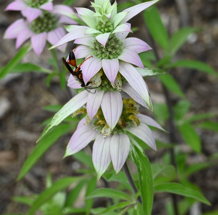 plant bee balm seeds Seed Pack