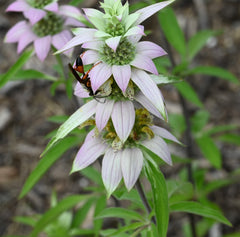 Seed Pack - Spotted Bee Balm (Monarda punctata)