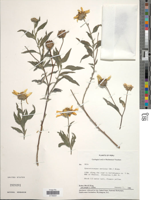 Silky Aster (Symphyotrichum sericeum)