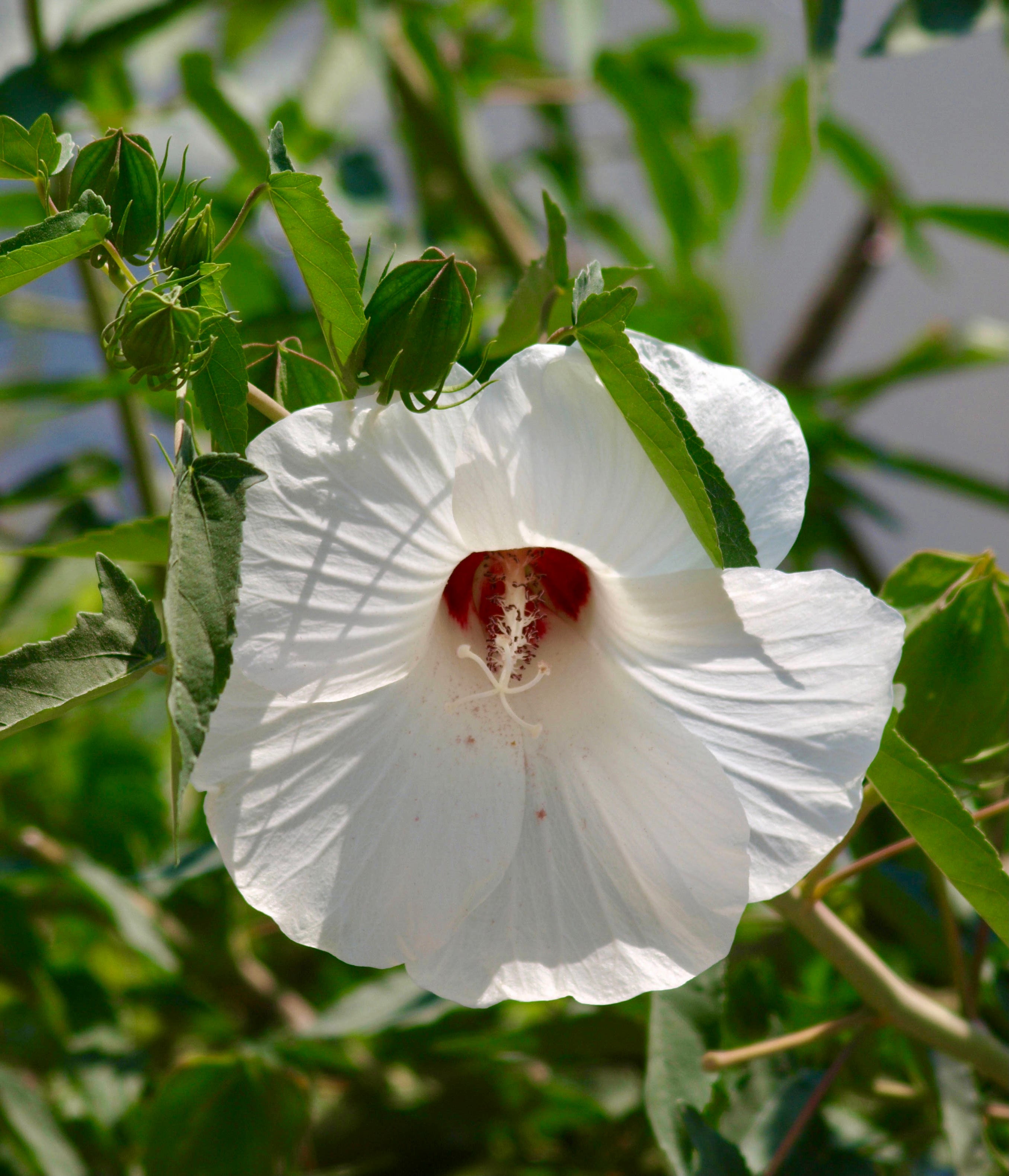 Halberd-leaved Rose Mallow (hibiscus Laevis) 