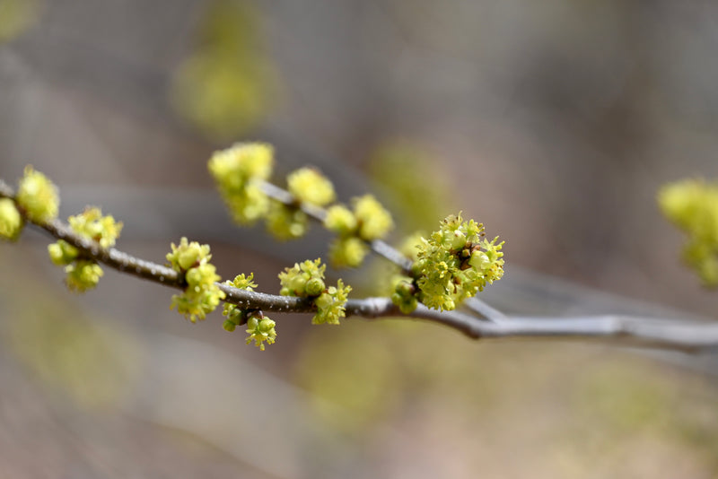 Northern Spicebush (Lindera benzoin)