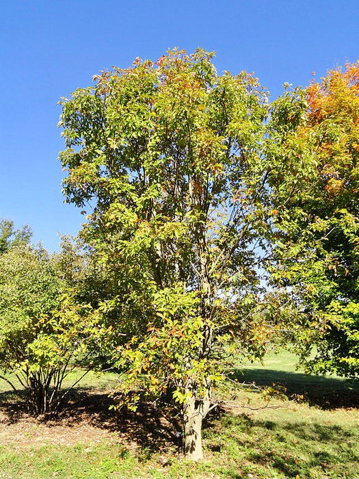 Ohio Buckeye (Aesculus glabra)