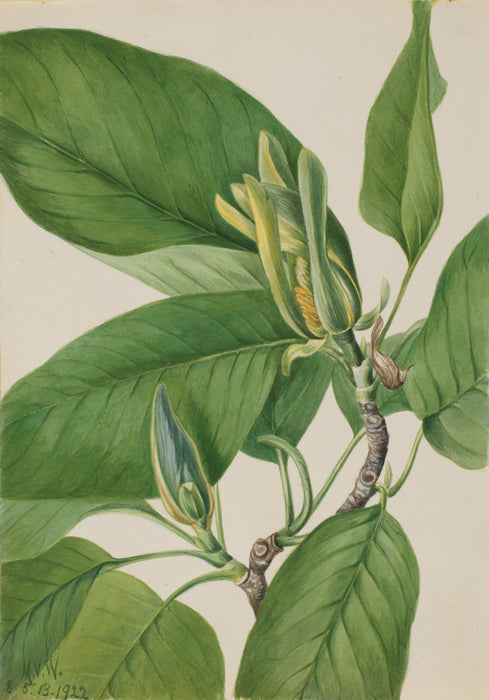Cucumber Magnolia (Magnolia acuminata)