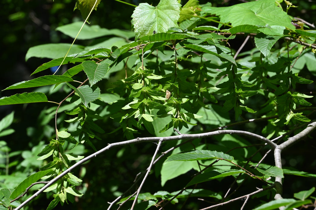 American Hornbeam (Carpinus caroliniana)