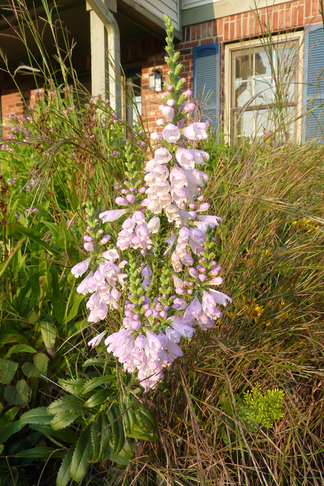 Obedient Plant (Physostegia virginiana) 2x2x3" Pot