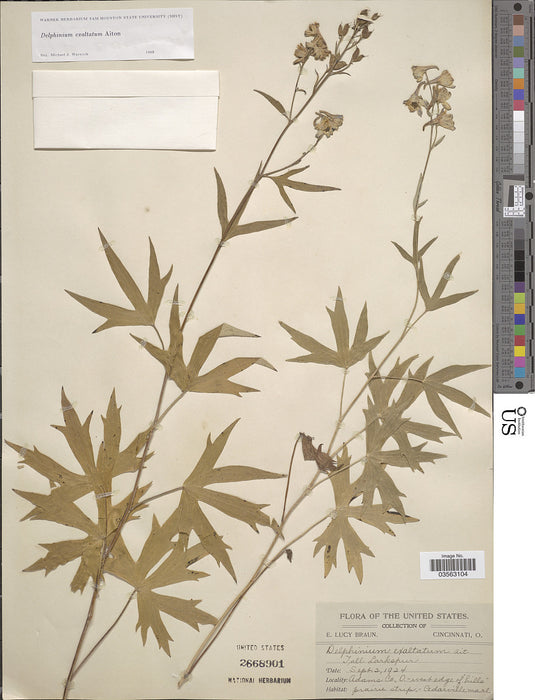 Tall Larkspur (Delphinium exaltatum)