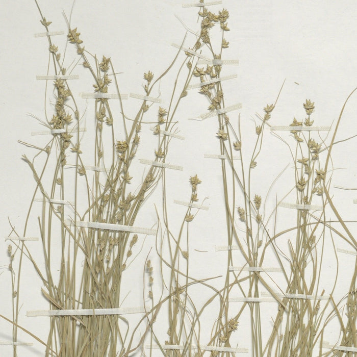 Star Sedge (Carex radiata)