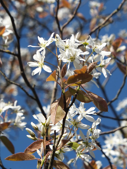 Allegheny Serviceberry (Amelanchier laevis)