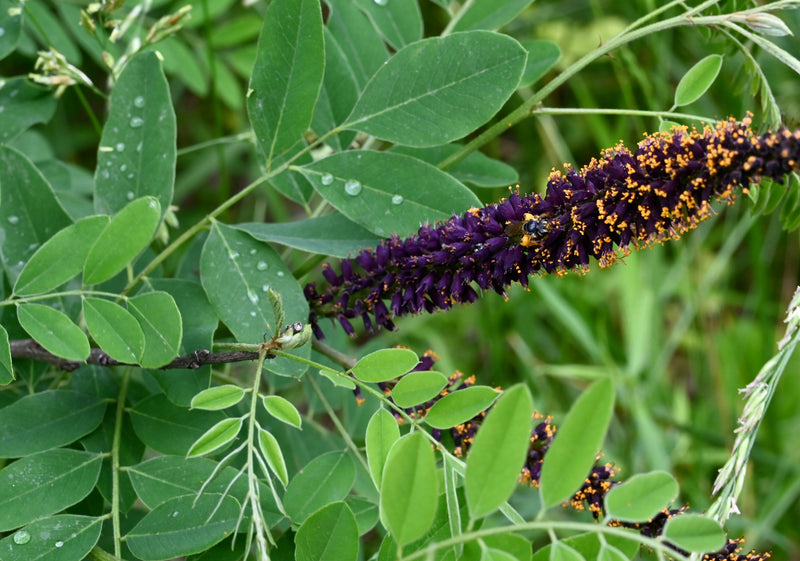 False Indigo Bush (Amorpha fruticosa)