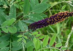 False Indigo Bush (Amorpha fruticosa)