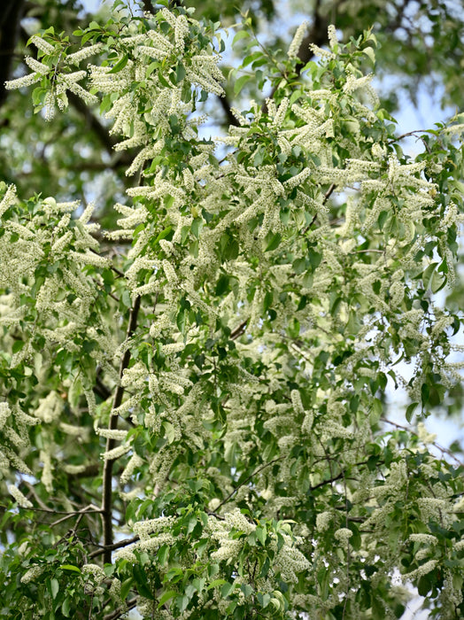 Black Cherry (Prunus serotina)