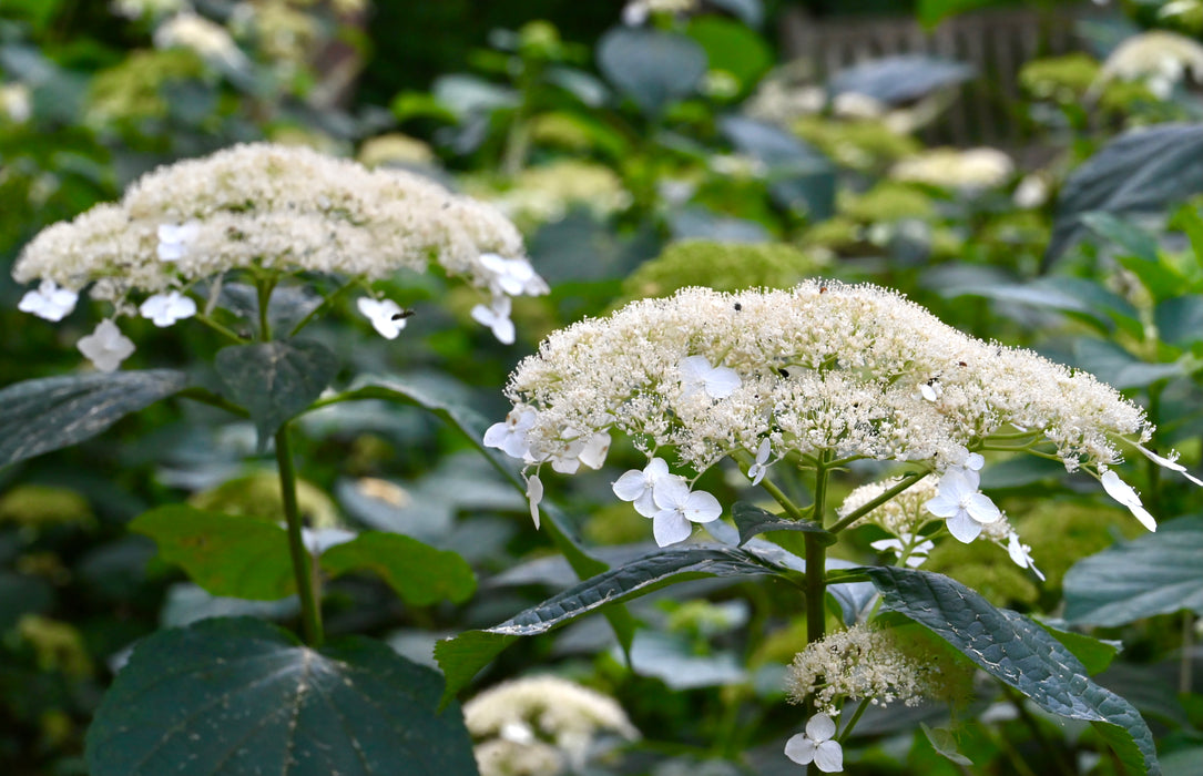 Smooth Hydrangea (Hydrangea arborescens)