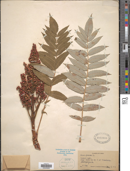 Smooth Sumac (Rhus glabra)