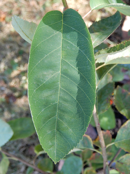 Allegheny Serviceberry (Amelanchier laevis)