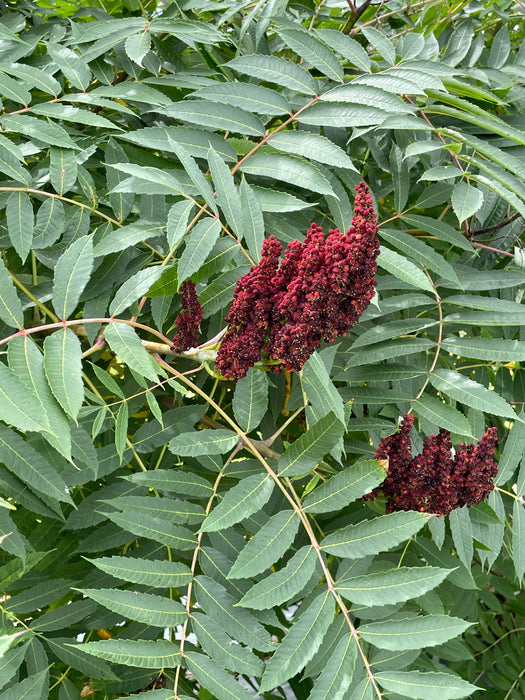 Smooth Sumac (Rhus glabra)