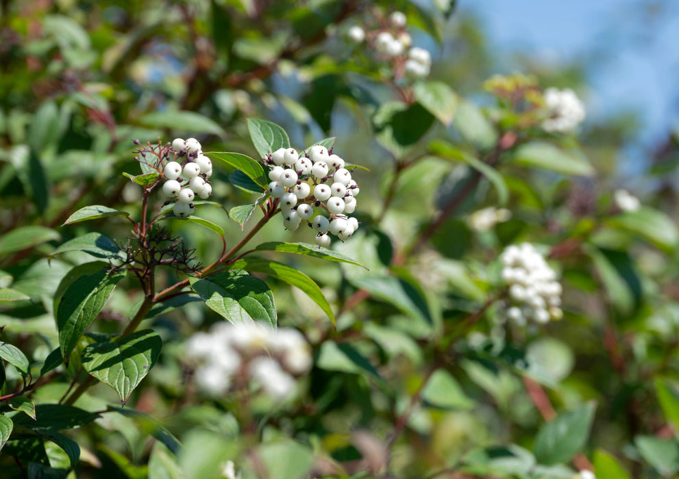 Red Twig Dogwood (Cornus sericea)
