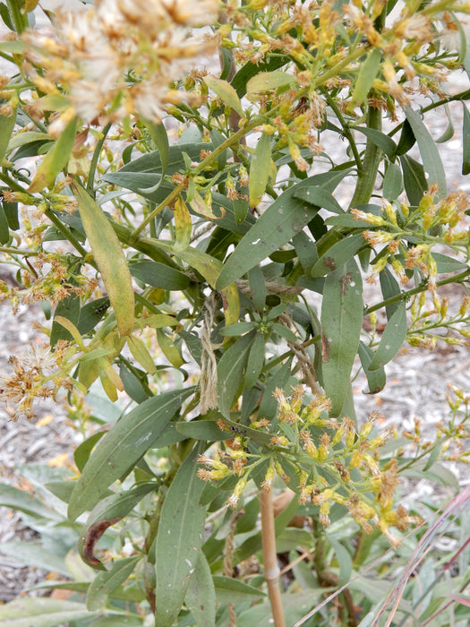 Showy Goldenrod (Solidago speciosa) 1 GAL