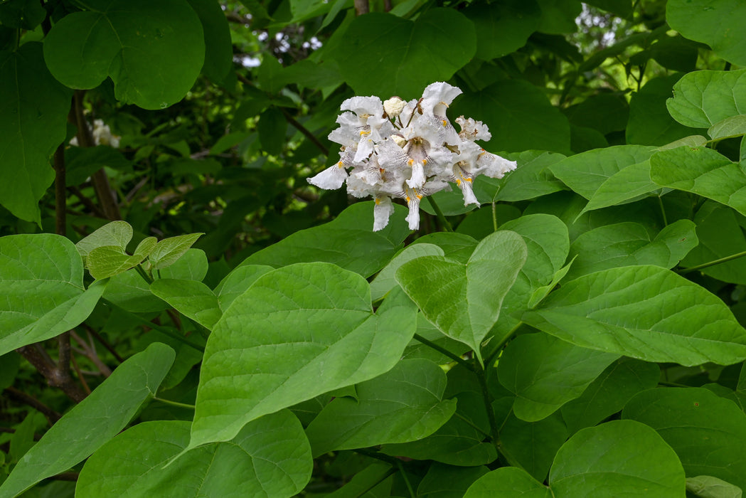 Northern Catalpa (Catalpa speciosa)