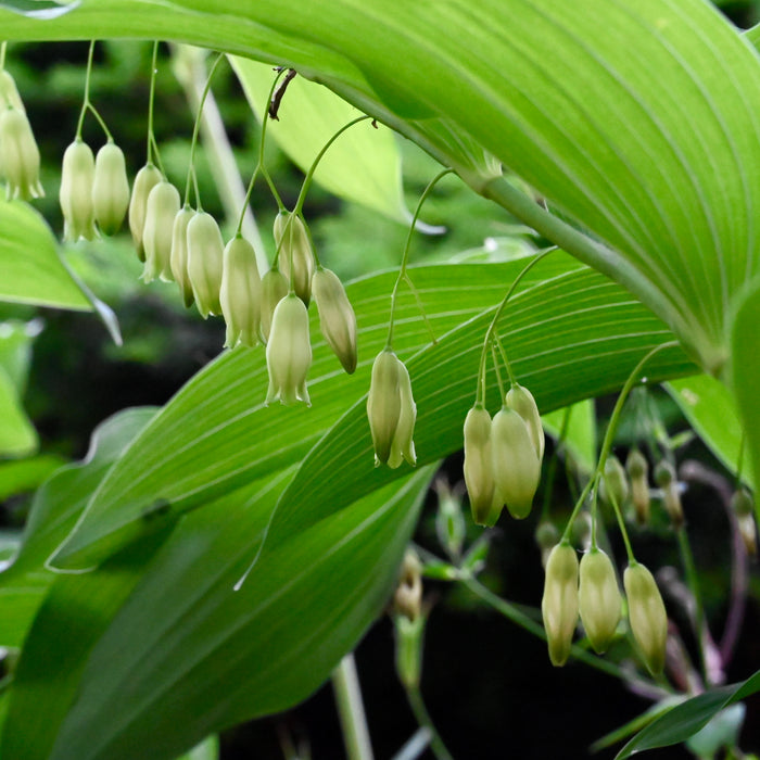 Solomon’s Seal (Polygonatum biflorum) BARE ROOT