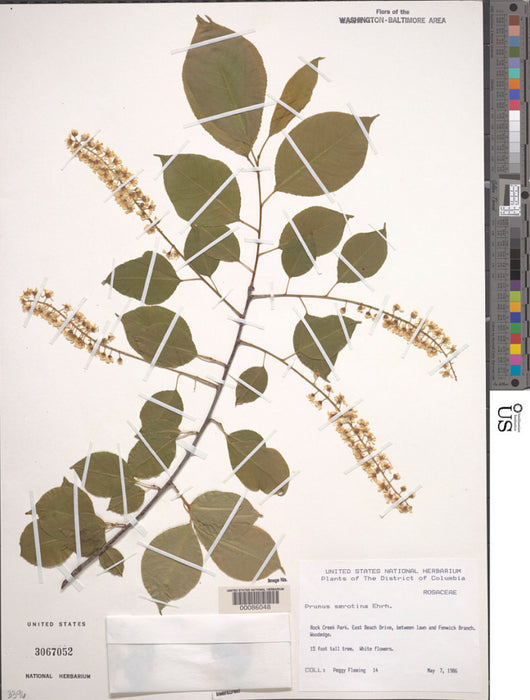 Black Cherry (Prunus serotina)