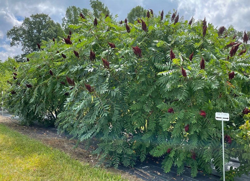 Smooth Sumac (Rhus glabra)