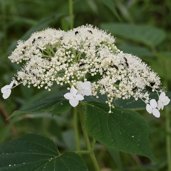 Smooth Hydrangea (Hydrangea arborescens)