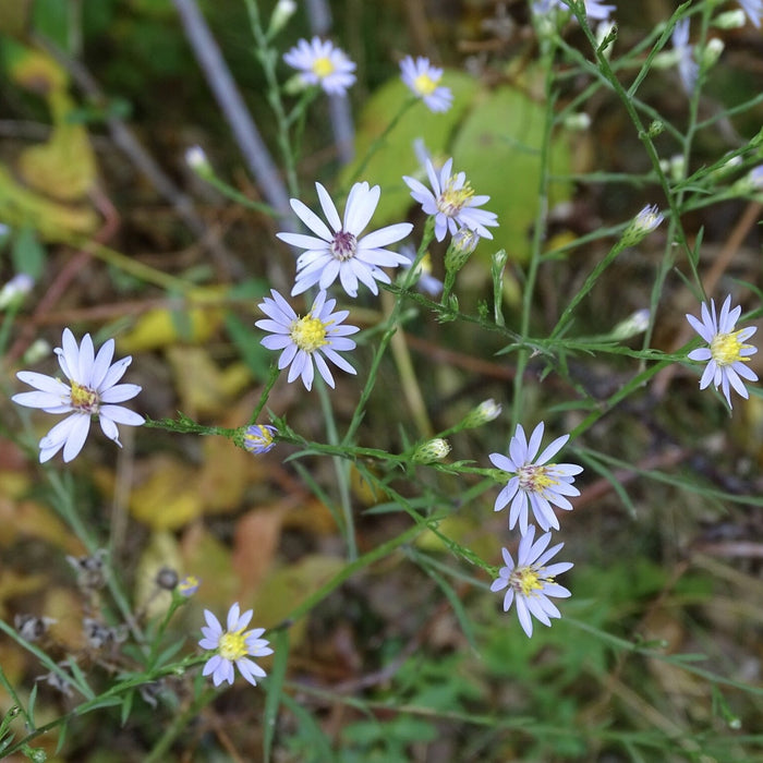 Sky-blue Aster (Symphyotrichum oolentangiense) 2x2x3" Pot