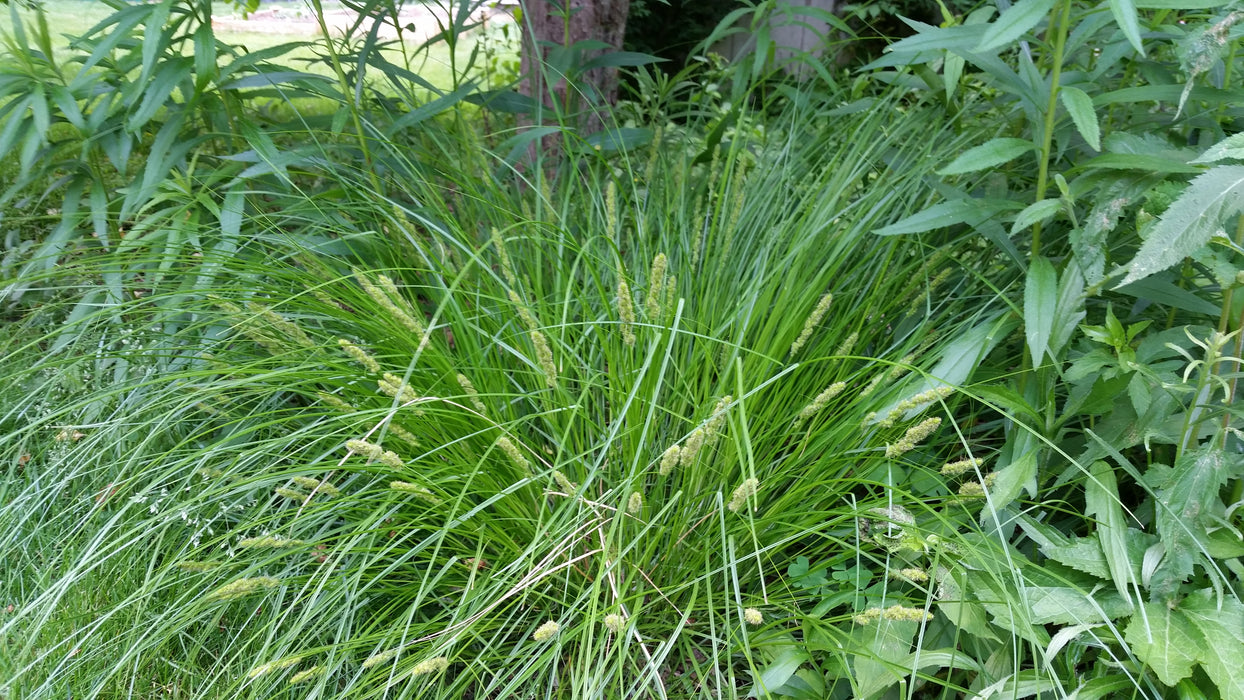 Fox Sedge (Carex vulpinoidea) 2x2x3" Pot