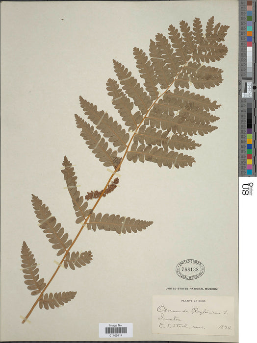 Interrupted Fern (Osmunda claytoniana)