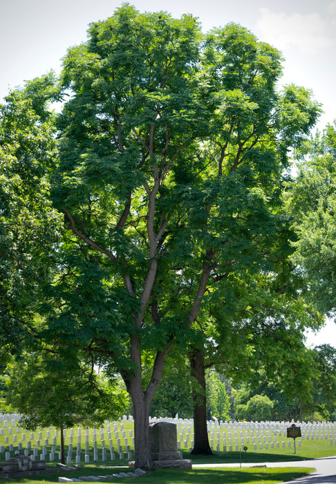 Kentucky Coffeetree (Gymnocladus dioicus)