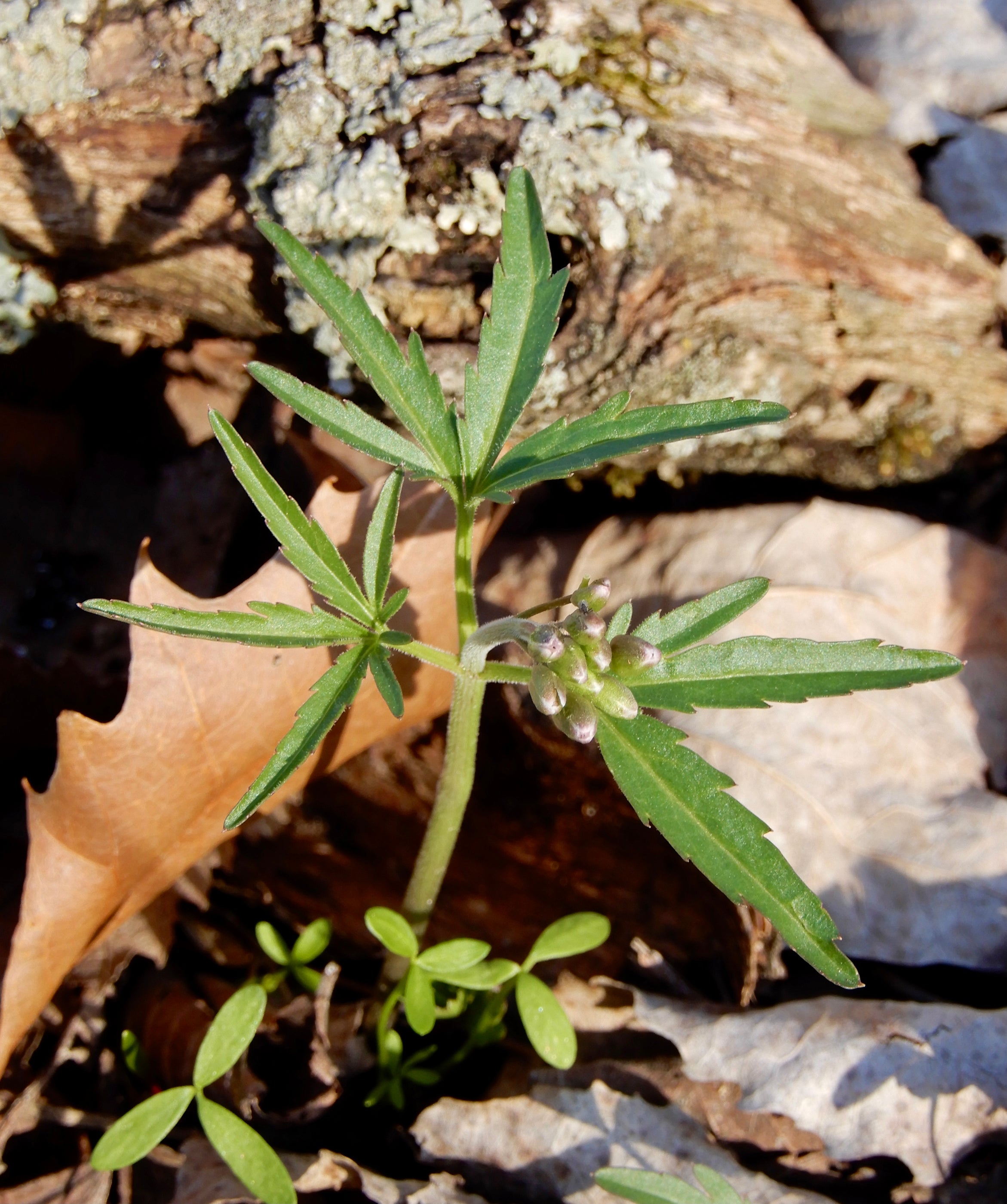 Toothwort Root Cutleaf Toothwort (Cardamine concatenata) BARE ROOT — Native Plants ...
