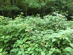 Wild Black Raspberry (Rubus occidentalis)